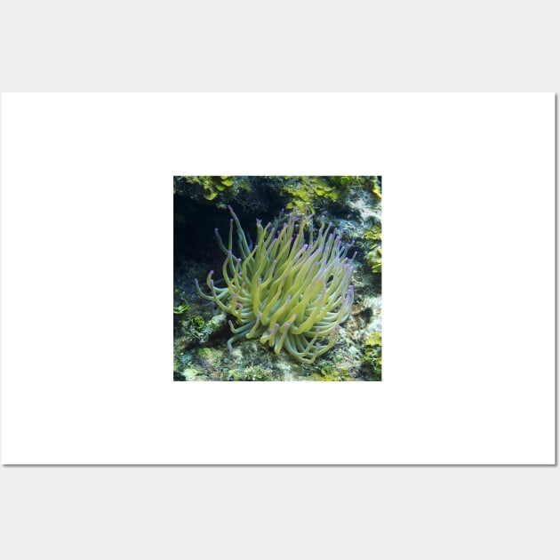 Pink Tipped Giant Sea Anemone Wall Art by Scubagirlamy